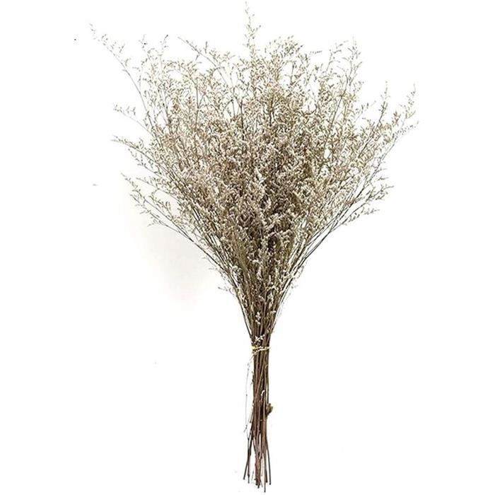 Herbe De La Pampa 55cm d'herbe herbe naturelle fraîche séchée de danse de  danse fleurs pour toujours fleur branche pour la déc[1546] - Cdiscount  Maison