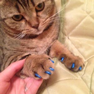 Protege Griffe Pour Chat Cdiscount Protege Griffe Pour Chat Cdiscount