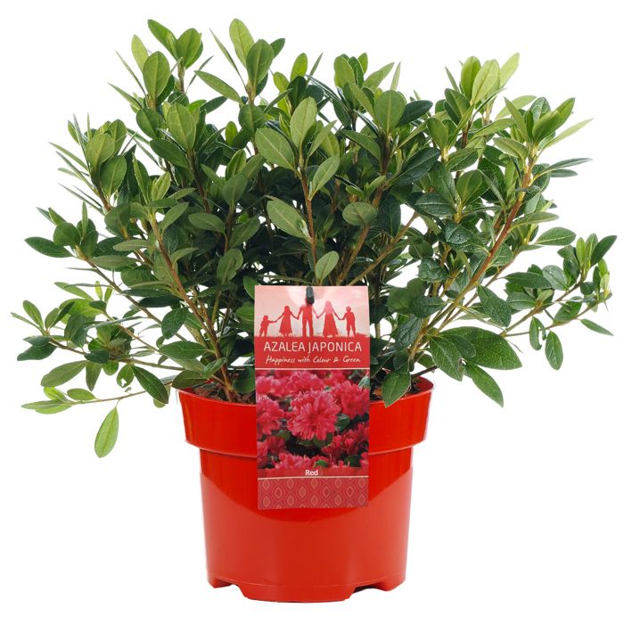 AZALEE DU JAPON ROUGE ARBUSTE A FEUILLAGE PERSISTANT POUR JARDIN PLANTE EN 2L POT x 1