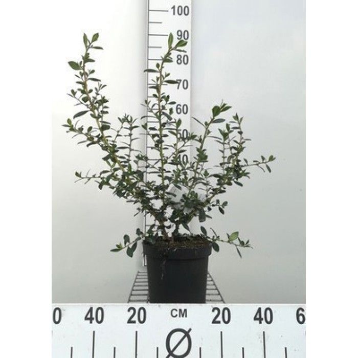 Escallonia rubra Crimson Spire - Escallonia 40- 50 cm en pot