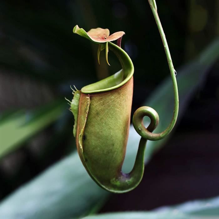 Substrat plantes carnivores orchidées : Tourbe Blonde + Perlite