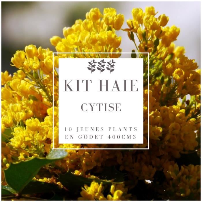 Kit Haie Cytise (Laburnum Anagyroides) - Haie en Kit - 10 Jeunes Plants