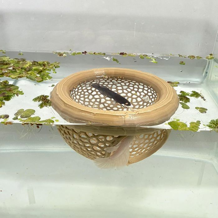 Lot de 2 Accessoires Aquarium Flottants 3D Zone de Nourrissage Cachette pour Poissons Crevettes 7 et 10 cm Marron Bois