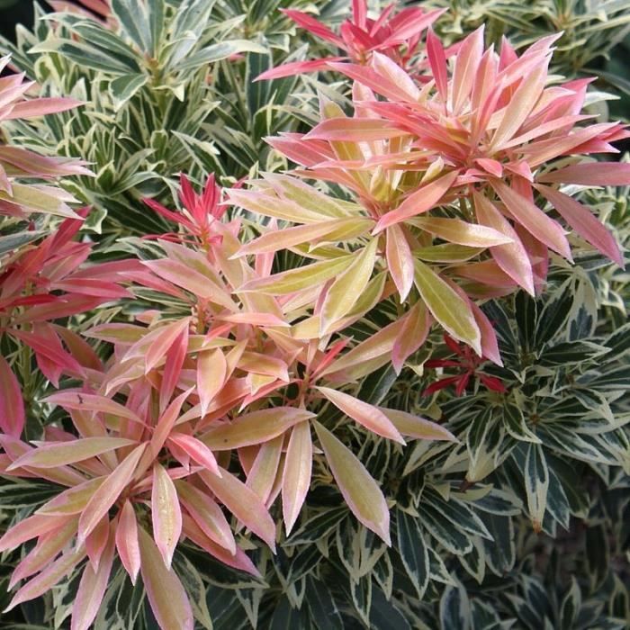 Flora Wonder Blog Mortal Epithets