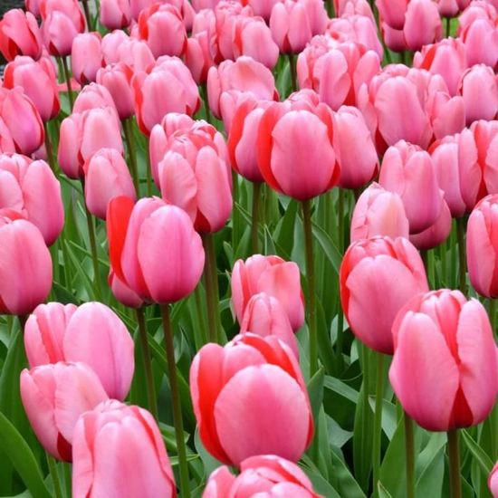 Single Pink Passion Bulbes Tulipes - - Tulipes Roses De Hollande - Vivaces Résistantes Lot 25 Pièces Single Pink Passion Bulbes Tulipes - - Tulipes Roses De Hollande - Vivaces Résistantes Lot 25 Pièces