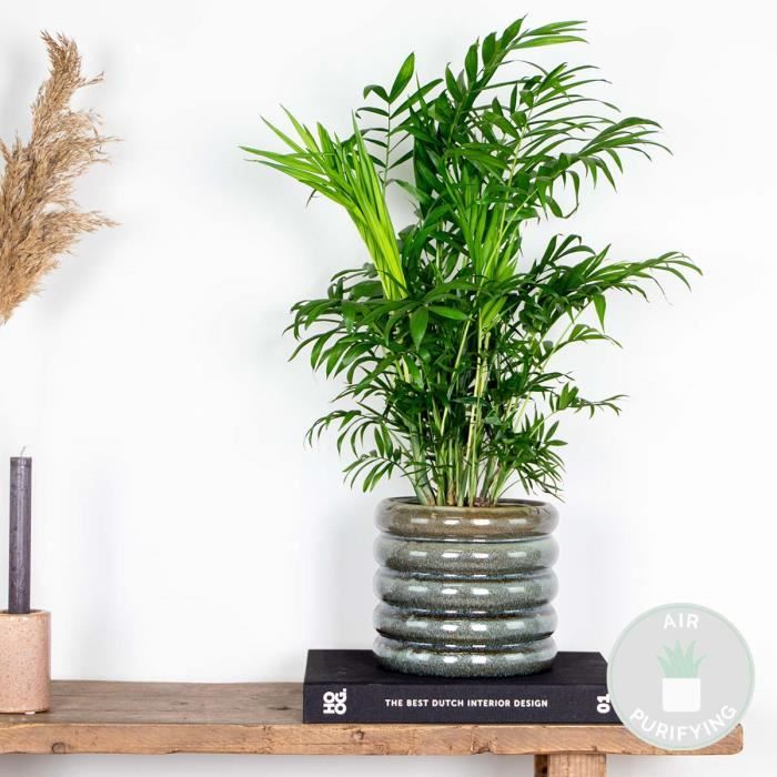 Kentia - Palmier - Purificateur D'air - ↕ 80-90 Cm - ⌀ 18 Cm Plante D Interieur Howea Forsterian