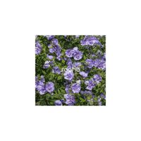 Hibiscus syriacus Blue Chiffon® 'Notwoodthree'-Pot de 7,5L - Tigette-Bleue-Arbustif