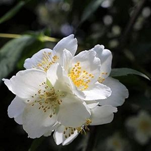 10 ChinaMarket pcs sac de graines de jasmin semences de fleurs végétales pures jasmin blanc en pot plantes dintérieur 