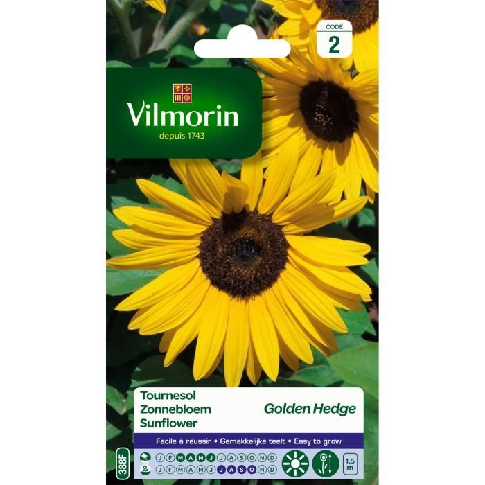 Graine - VILMORIN - Tournesol Golden Hedge - Floraison très longue - Jaune - Plante fleurie