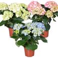 3x Hydrangea macrophylla Mix – Hortensia – Arbuste - Rustique – D14 cm - H30-40 cm-0