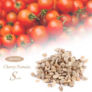 25 Graines de Tomate Zebra méthode BIO Véritable légume ancien