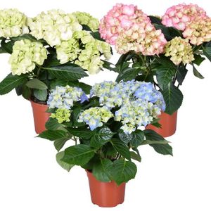 PLANTE POUSSÉE 3x Hydrangea macrophylla Mix – Hortensia – Arbuste - Rustique – D14 cm - H30-40 cm