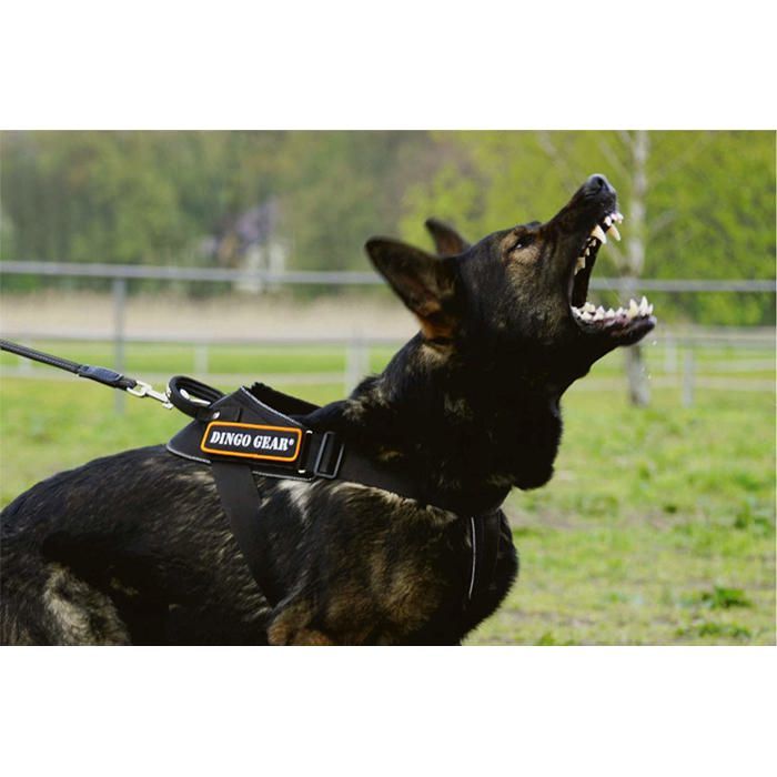 DINGO GEAR S03197 - COMMUTATEUR KVM - Harnais Multifonction pour Chien au Travail, Dressage de Chien, K9 et Ipo, Cobra System