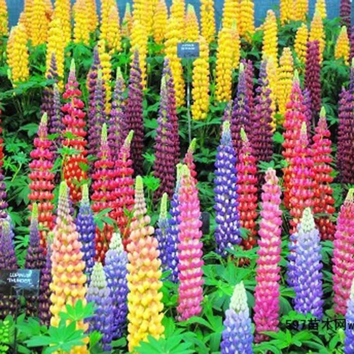 Graines de Lupin Graines De Fleurs Maison Jardin Bonsaï Graines 50 Pcs