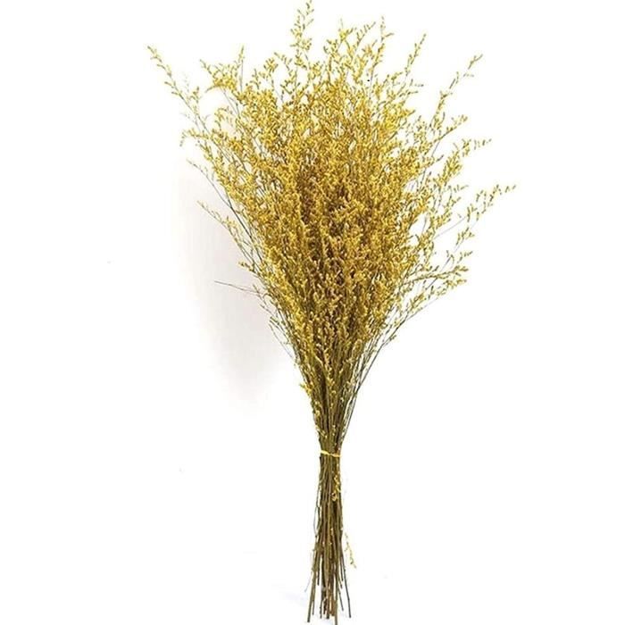 Herbe De La Pampa 55cm d'herbe herbe naturelle fraîche séchée de danse de  danse fleurs pour toujours fleur branche pour la déc[1547] - Cdiscount  Maison