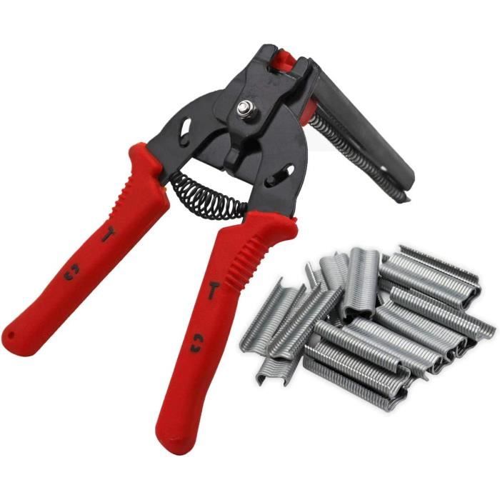 Semi Di Acero Rosso - 30 Semi Per Albero Ornamentale Da Giardino, Fogliame Stagionale Colorato - Foto 6