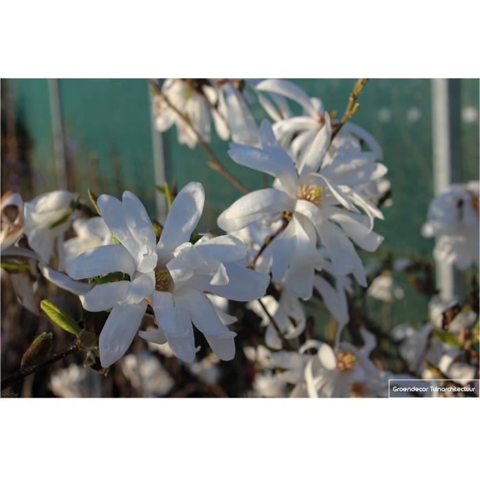 Acheter Plante Jardin Magnolia Stellata Pot 12cm Hauteur 30cm