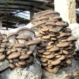 Lot de 150 graines de champignons pour la plantation - Graines de champignons délicieuses et parfumées - Graines de jardin-0