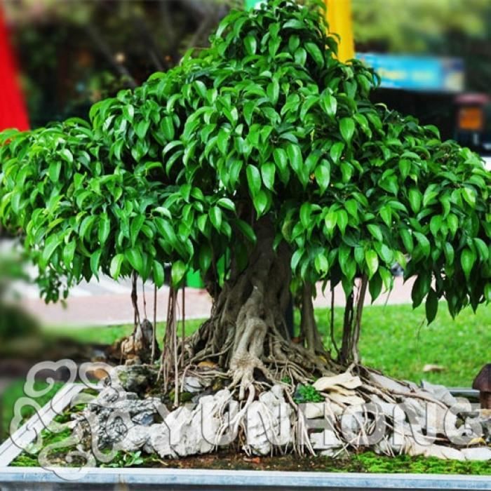 Ficus religiosa SAFLAX 100 graines Arbre de la Bodhi Avec substrat 