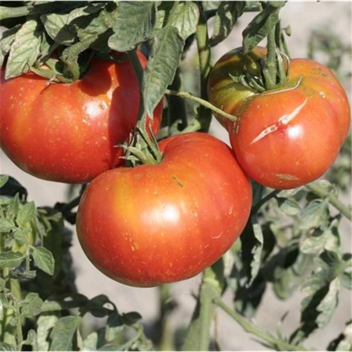 25 graines tomate joie de la table cdiscount jardin