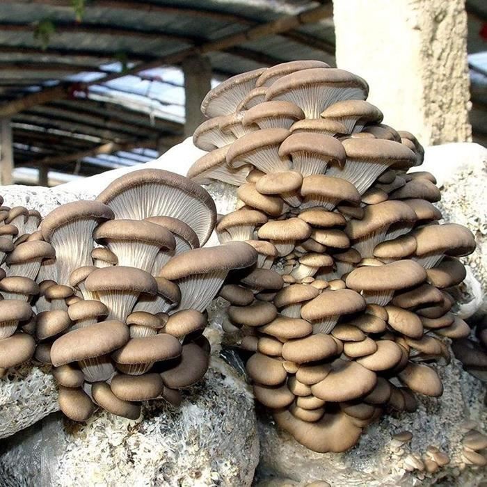 Lot de 150 graines de champignons pour la plantation - Graines de champignons délicieuses et parfumées - Graines de jardin
