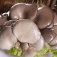 Lot de 150 graines de champignons pour la plantation - Graines de champignons délicieuses et parfumées - Graines de jardin-2