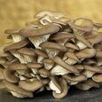 Lot de 150 graines de champignons pour la plantation - Graines de champignons délicieuses et parfumées - Graines de jardin-3
