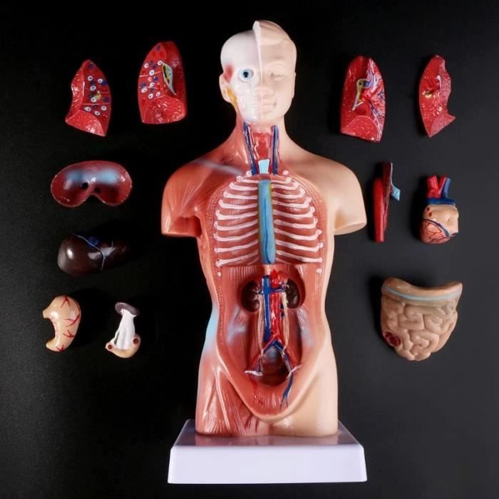 Dr. No Modèle anatomique de torse
