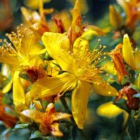 Millepertuis calycinum Hidcote - Arbuste à floraison estivale jaune vif - Pot de 7,5L