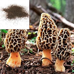 GRAINE - SEMENCE 100pcs morille champignon souche graines potagères bonsaï plante bricolage maison jardin intérêt