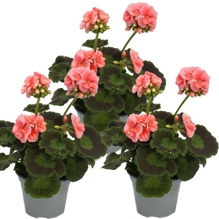 Lot De 20 Mini Cactus En Pot - Plantes D'Intérieur Déco - Cadeau Maison/Bureau - 5.5cm