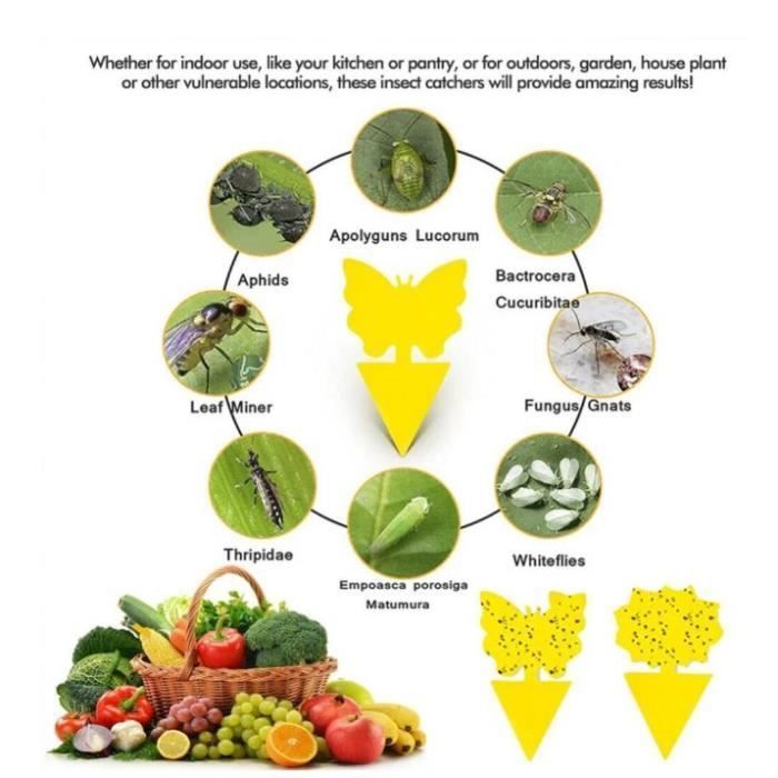 Autocollant jaune anti mouche et moucheron: 60x pièges collant sans  insecticide pour la lutte contre les parasites des plantes - Cdiscount  Jardin