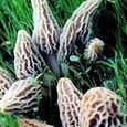100pcs morille champignon souche graines potagères bonsaï plante bricolage maison jardin intérêt-2