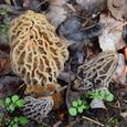 100pcs morille champignon souche graines potagères bonsaï plante bricolage maison jardin intérêt-3
