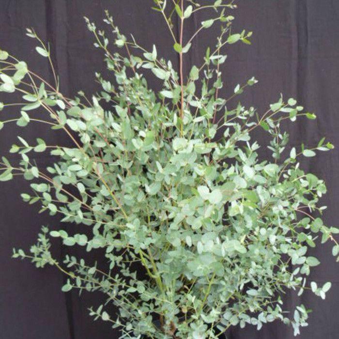Eucalyptus gunni, Eucalyptus à feuilles rondes, Gommier cidre — free download