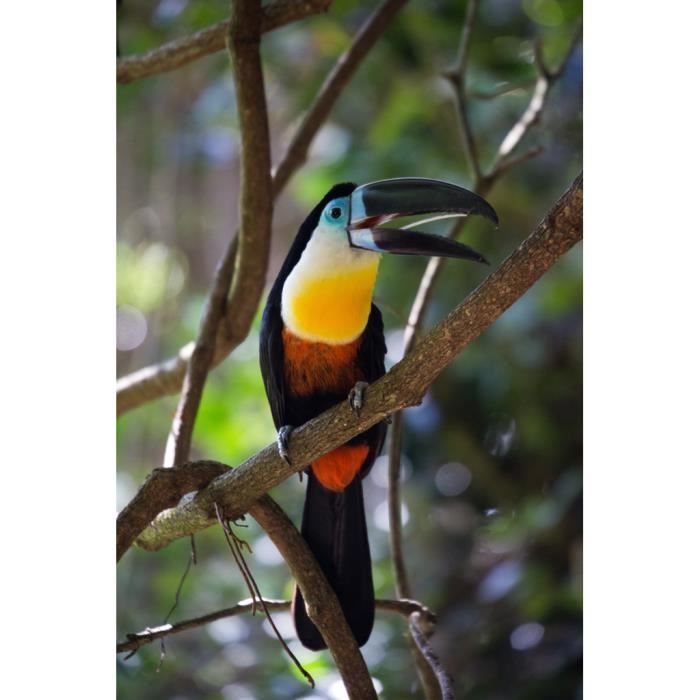 Poster Affiche Toucan Dans la Foret Vie Sauvage Oiseau 91cm x 137cm