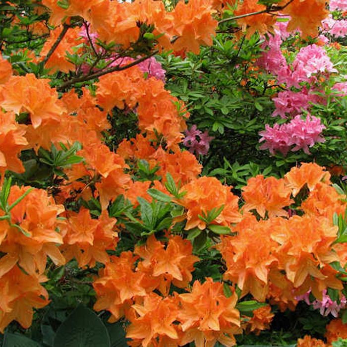 Azale Orange GardenersDream (1 pice) - Plante Arbuste Rhododendron  Japonais - Azalee du Japon Persistante Robuste - Cdiscount Jardin