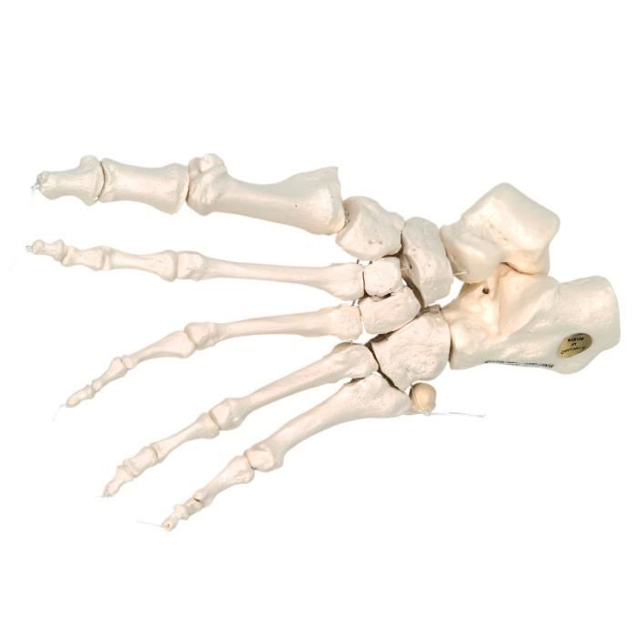 Affiche Anatomie Réflexologie Plantaire - Carte Des Zones De Massage Du Pied, 50x67 Cm, Papier Glacé 200g