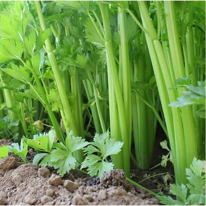 50 Pièces Céleri Des Graines Variétés De Légumes Récoltés En Automne ...