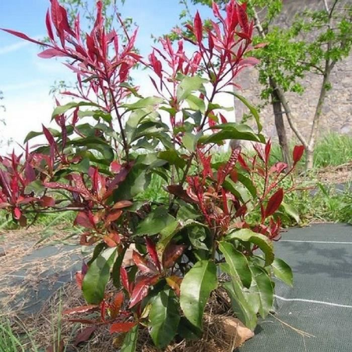 How To Grow Photinia Red Robin The Garden Of Eaden