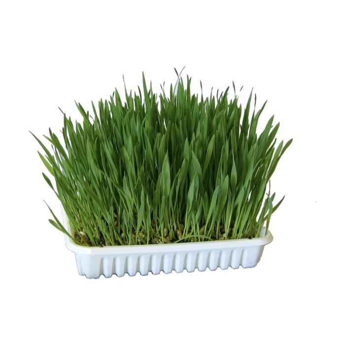 Meilleurs prix pour Herbe pour chat Kerbl