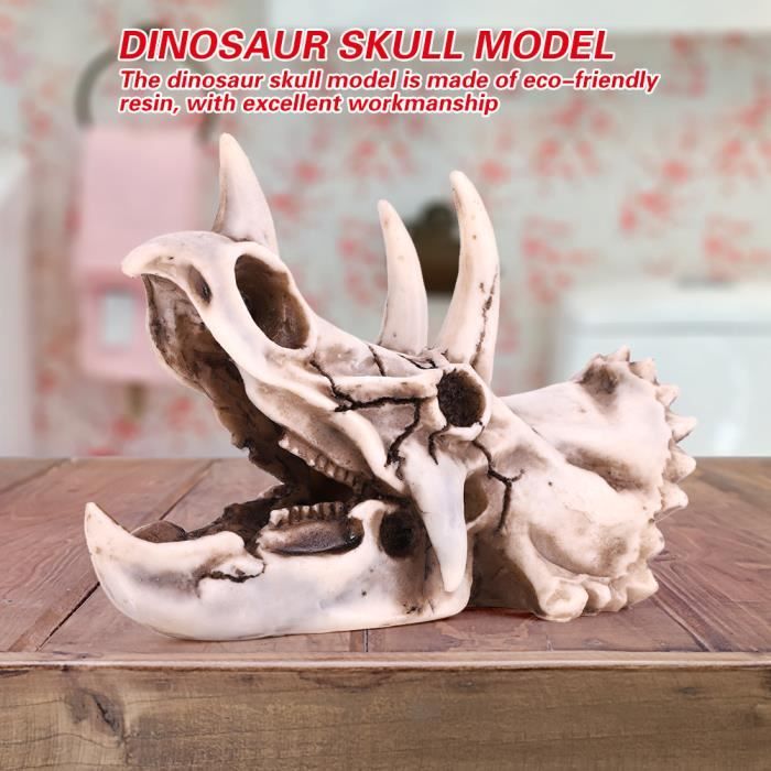 Modèle De Crâne Humain En Résine - Simulation Réaliste De Crânes