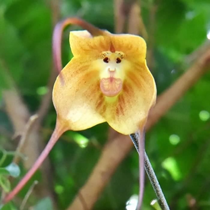 Graines d’armoise d’orchidée multicolore 20pcs-Jaune