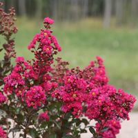 Lilas des Indes Fuchsia d'été® 'Indyfus' - Pot de 10L - 60/80 cm - Rose - Arbustif