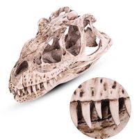Modèle de Crâne de Dinosaure en Résine, Modèle de Crâne de Ceratosaurus Simulé, Décoration de Squelette D'animal, Modèle 106976