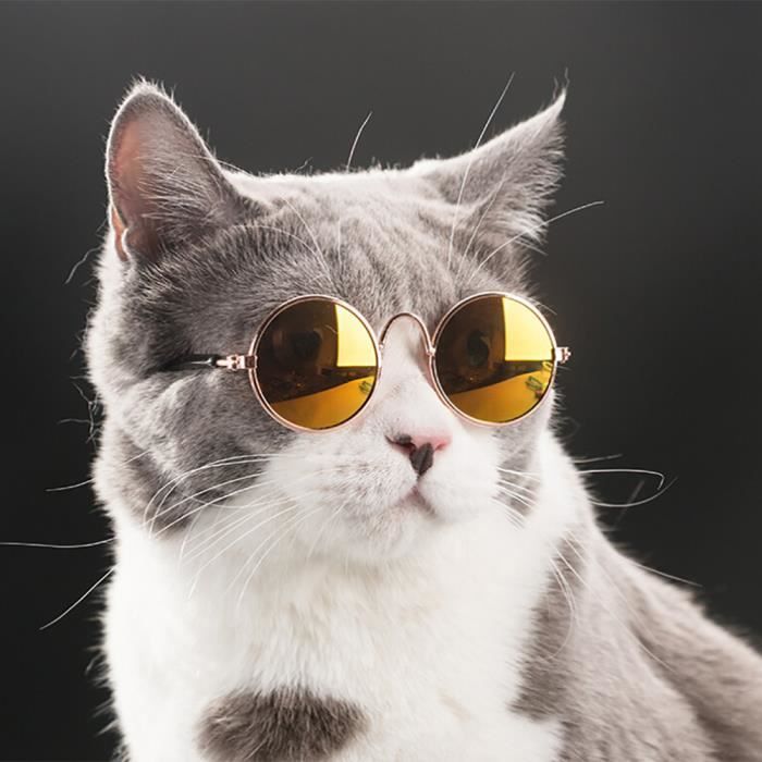 Employe De Bureau Nerf Contourne Chat Chien Avec Lunettes De Soleil Inconscient Foulee Illusion Employe De Bureau Nerf Contourne Chat Chien Avec Lunettes De Soleil Inconscient Foulee Illusion