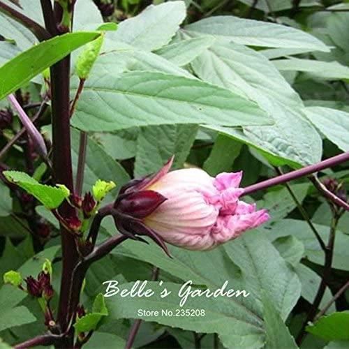 200 Graines D'Hibiscus - Pour Jardin, Balcon Ou Bonsaï - Plante Fleurie Facile D'entretien