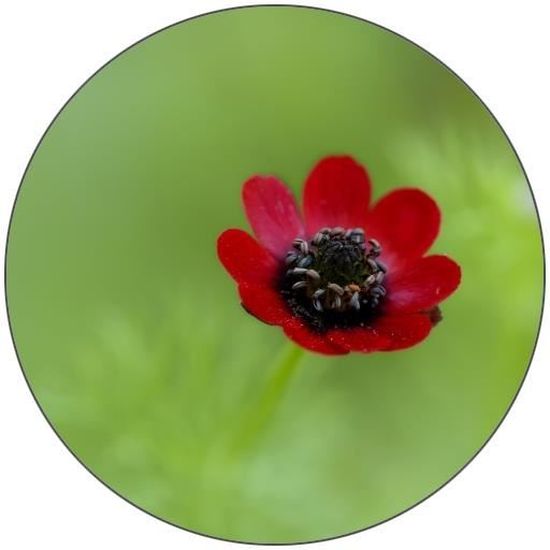 Dessous de Verre Rond - Petite Fleur Rouge Dans L'herbe - Cdiscount Maison