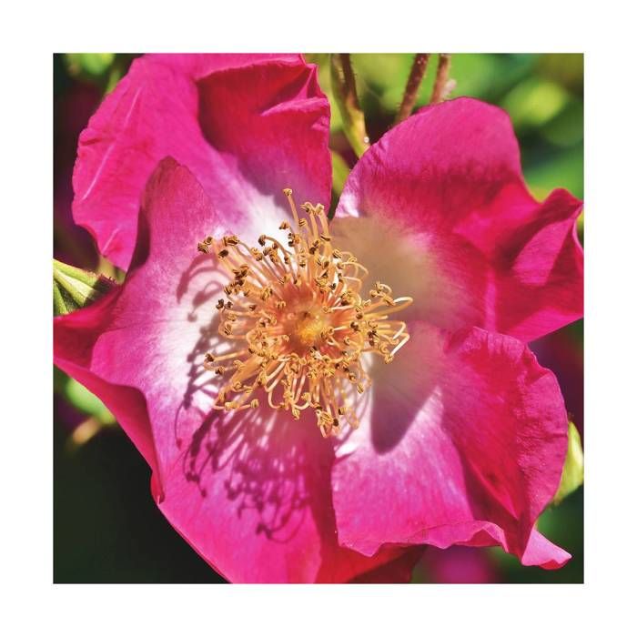Rosier liane Maria Lisa - BELLEVUE DISTRIBUTION - Pot de 5L - Floraison intense - Rose fuchsia à coeur blanc