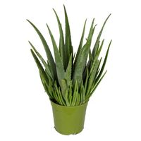 Plante d'intérieur – Aloe Vera – Hauteur: 60 cm XED7
